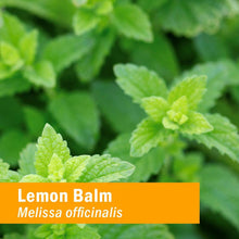 Cargar imagen en el visor de la galería, Bálsamo De Glicerina De Limón Herb Pharm Sin Alcohol Para