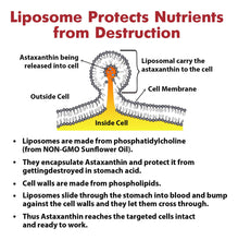 Cargar imagen en el visor de la galería, Liposomal Astaxanthin Supplement 24 Mg Maximum Absorption
